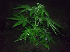 Critical Jack