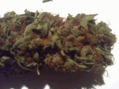 Big Bud