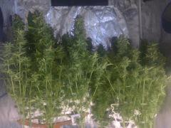 Sechage PPP & BB