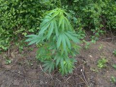 Critical Jack