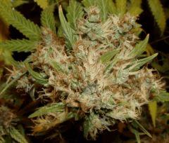 1.2 Jack Herer F1 Flo +77