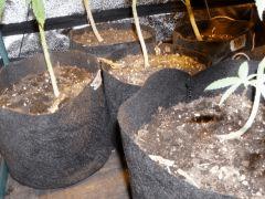 Smart pots