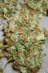 drying 1.2