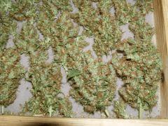drying 1.3