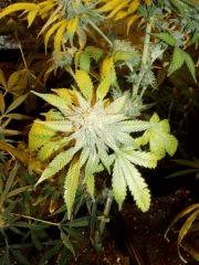 querkle flow 9weeks