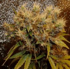 1.0 Jack Herer F1 FLO +77
