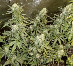 jack Herer F1