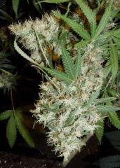 Jack Herrer F1 Flo +60