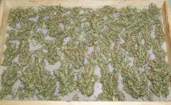 drying 1.0