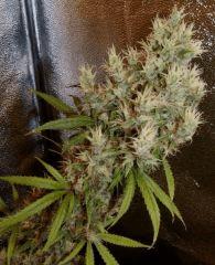 1.1 Jack Herer F1 FLO +77