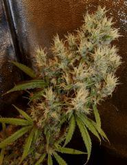1.4 Jack Herer F1 Flo +77
