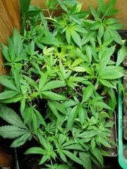 CRO mazar - querkle - Somango x Critical