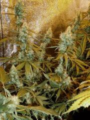 Jack Herrer F1