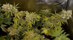 1.5 Jack Herer F1 Flo +77