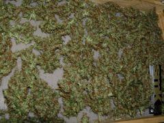 drying 1.5