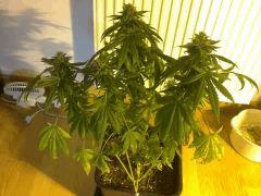 BigBud Palissé