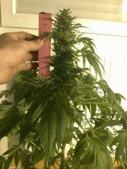 Big Bud