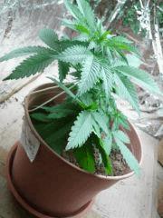 White Skunk la plus grande