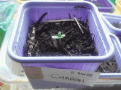 charon cro - 05j