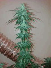 IMAG0310