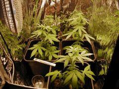 celle de mon pote sous eco 200W