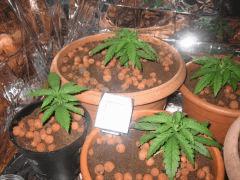 IMG 1355
