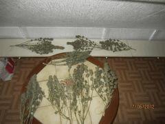 IMG 1165