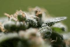 weed1