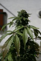 weed 2