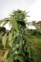 Calif Bud avant