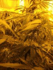 skunk1 Flo 15