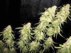 lemon Bud X4
