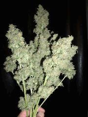 bouquet skunk Flo   74