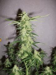 apex skunk Flo 36