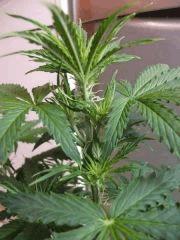 pistil 2 skunk 1