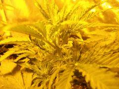 pistil auto