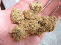curing let