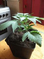 Big Bud 2 Cro 24