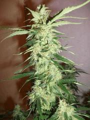 Bud skunk F36