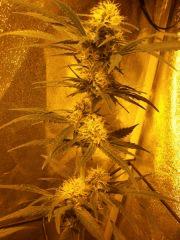Bud 2 criti Flo  38
