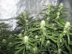 lemon 2 Flo  25