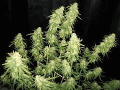 lemon4 Flo 70
