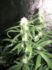 apex lemon Flo 23