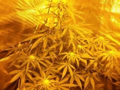 super skunk auto flo +14