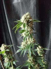 macro Bud F 56