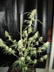 lemon Bis Flo   58