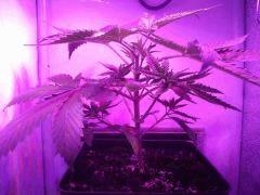 secondaires Bud 2