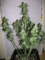 géné skunk F 36