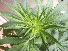 pistil skunk 1 Flo  3