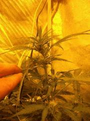 centrale skunk F 10